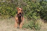 AIREDALE TERRIER 089